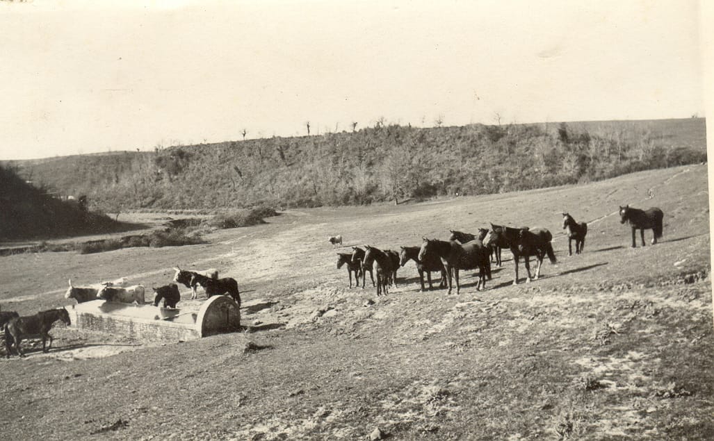 I fontanili di Cesano