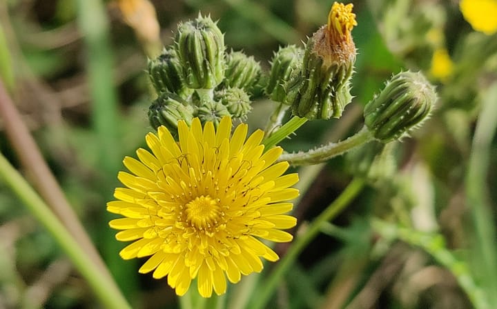 Dal compostaggio al biodigestore: lo stato attuale