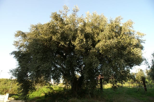 Archivio storico — 2012 — olio